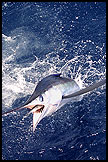 White Marlin Jumping